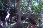 P1010132
